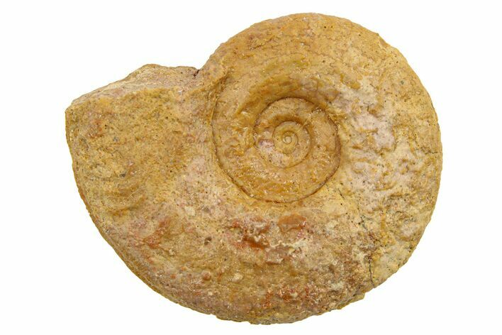 Jurassic Ammonite (Hildoceras?) Fossil - Morocco #289675